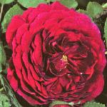 rosagipsyboyflosingle1