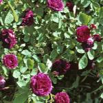 rosagipsyboyflos1