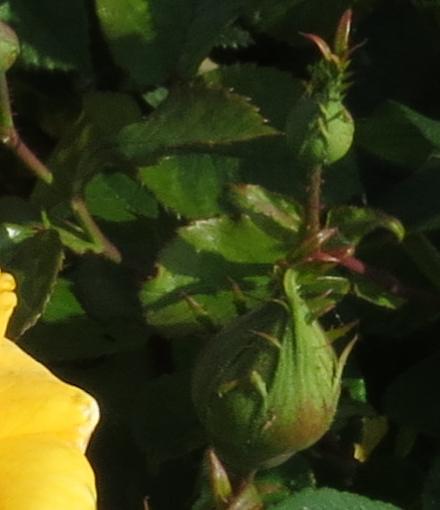 rosaglenfiddichflobud1garnonwilliams