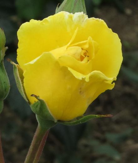 rosagoldenflobud2showersgarnonwilliams
