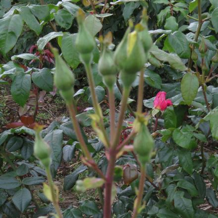 rosagoldenflobud3showersgarnonwilliams