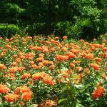 rosahalleflos