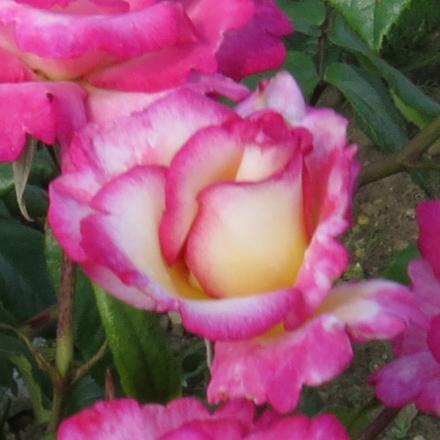 rosahandelflo1garnonwilliams