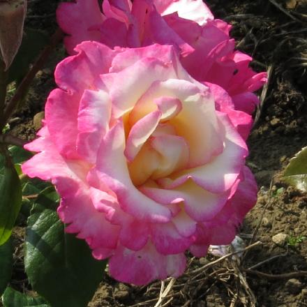 rosahandelflo2garnonwilliams