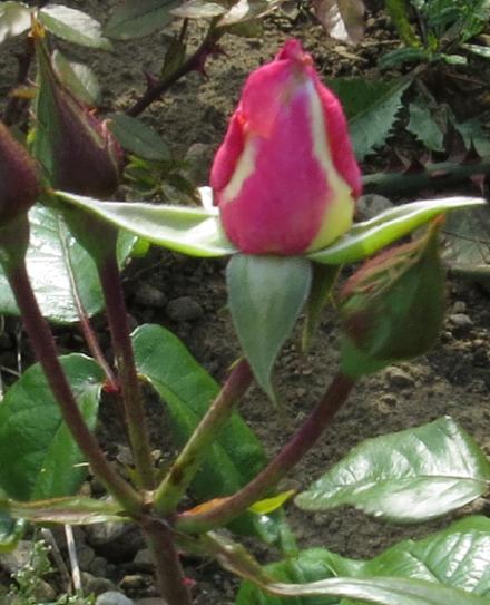 rosahandelflobud2garnonwilliams