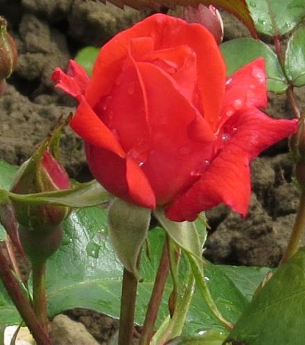 rosaheavenflobud2scentgarnonwilliams