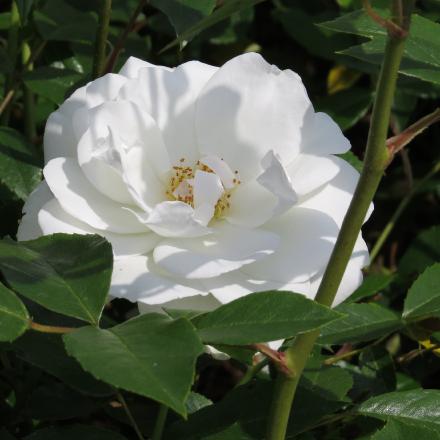 rosaicebergflo3garnonwilliams
