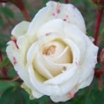 rosairrisistibleflorogerltd
