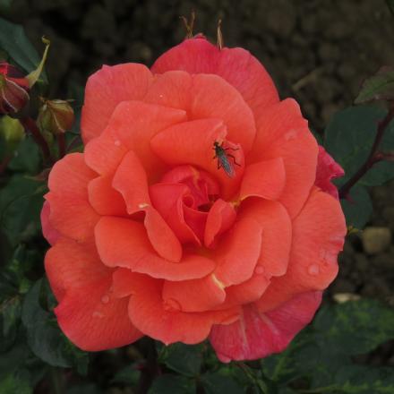 rosajiminyflo1cricketgarnonwilliams