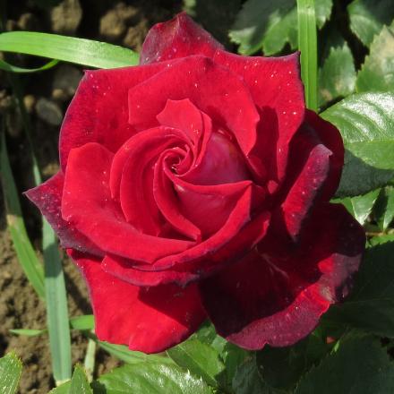 rosalibertyflo1bellgarnonwilliams
