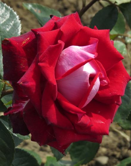 rosalibertyflo3bellgarnonwilliams