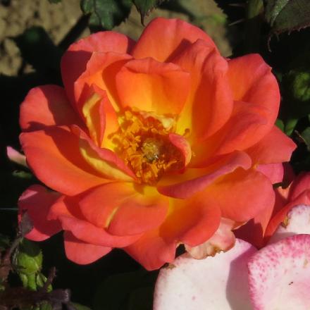 rosalittleflo3jackiegarnonwilliams