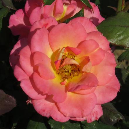 rosalittleflo4jackiegarnonwilliams