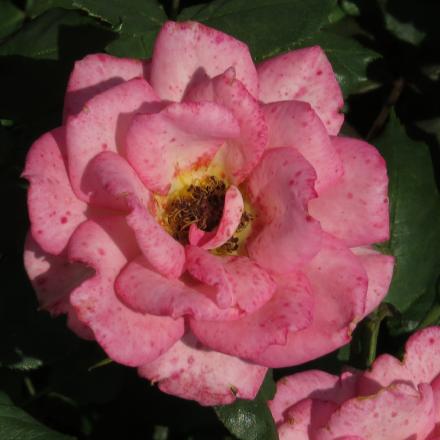 rosalittleflo5jackiegarnonwilliams
