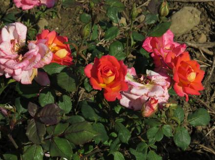 rosalittleflo6jackiegarnonwilliams