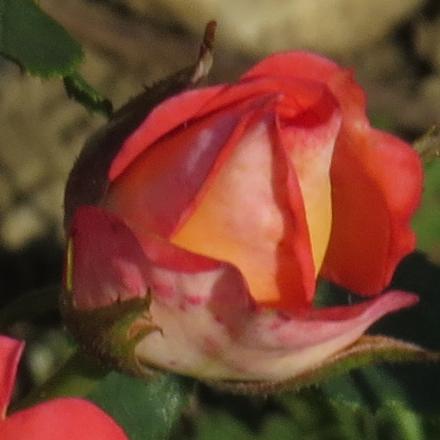 rosalittleflobud2jackiegarnonwilliams