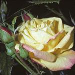 rosamasqueradeflo1a