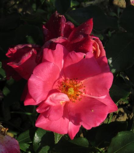 rosamasqueradeflo5garnonwilliams