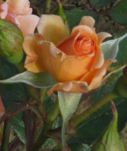 rosamichelflobud2choletgarnonwilliams
