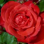 rosaorangesensationflorogerltd
