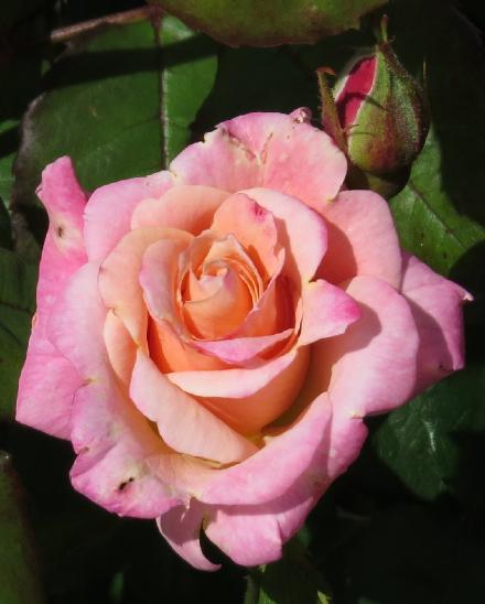 rosapinkflo2parfaitgarnonwilliams