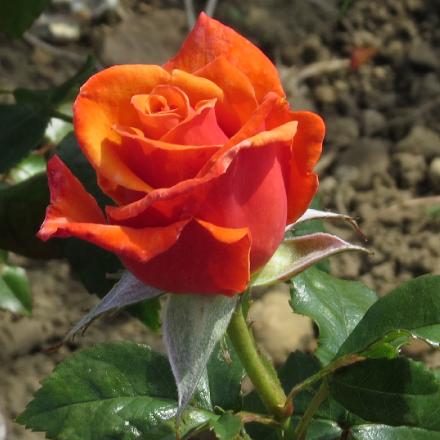 rosarememberflobud2megarnonwilliams