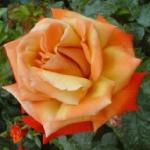 rosaremembermeflorogerltd