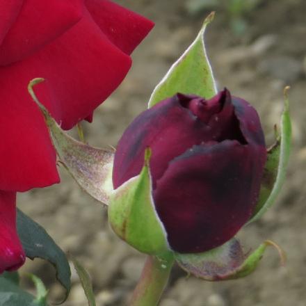 rosaroyalflobud1williamgarnonwilliams