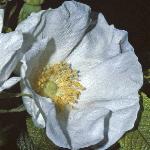 rosarugosaalbaflosingle1