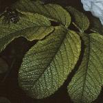 rosarugosaalbafol