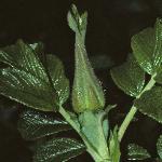 rosarugosaflobudclosed