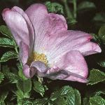 rosarugosaflosingle1