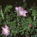 rosarugosafor1