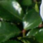 rosasanderswhiteramblerfolrogerltd1