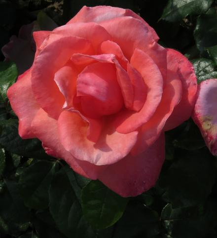 rosasilverflo3jubileegarnonwilliams