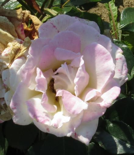 rosasilverflo3weddinggarnonwilliams