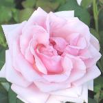 rosasilverjubileeflo1