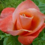 rosasilverjubileeflo2rogerltd