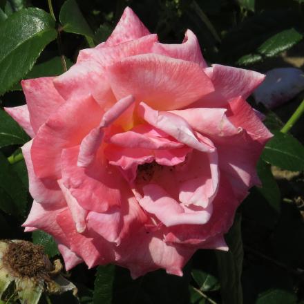 rosasirflo2nevillemarrinergarnonwilliams