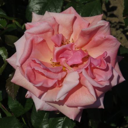 rosasirflo3nevillemarrinergarnonwilliams