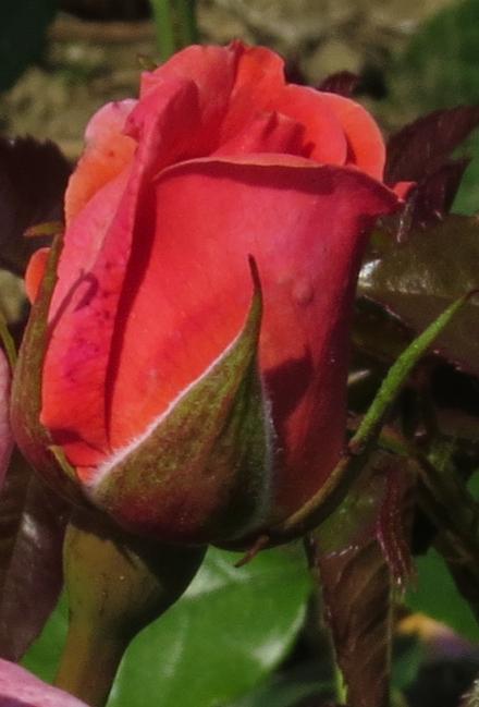 rosasirflobud2nevillemarrinergarnonwilliams