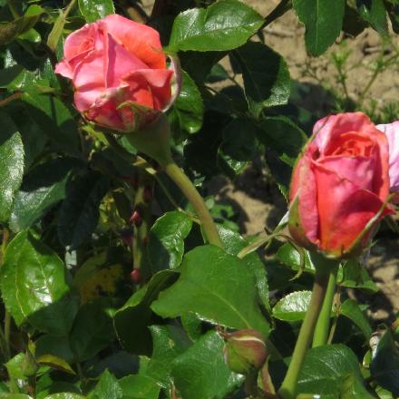 rosasirflobud3nevillemarrinergarnonwilliams