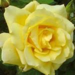 rosasunblestflorogerltd