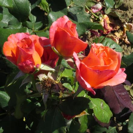 rosatinaflo1turnergarnonwilliams