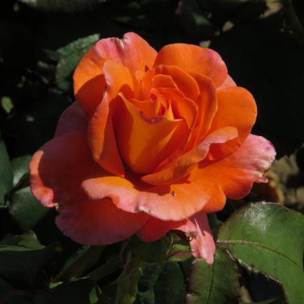 rosatinaflo2turnergarnonwilliams