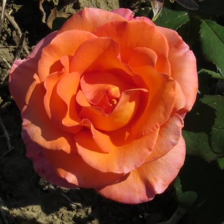 rosatinaflo3turnergarnonwilliams