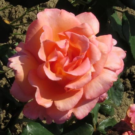 rosatinaflo5turnergarnonwilliams