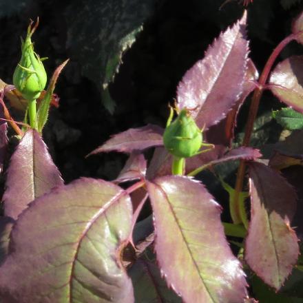 rosatinaflobud1turnergarnonwilliams