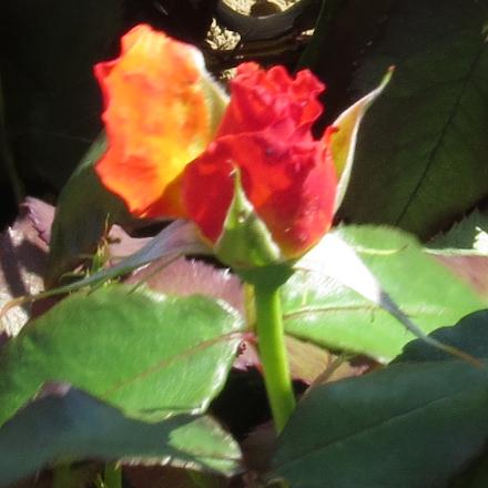 rosatinaflobud2turnergarnonwilliams