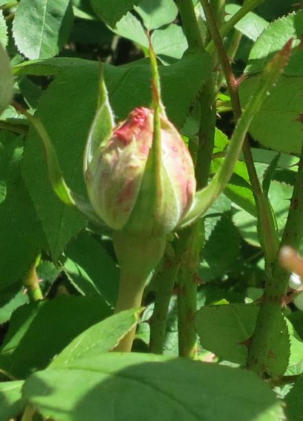 rosawinchesterflobud2cathedralgarnonswilliams